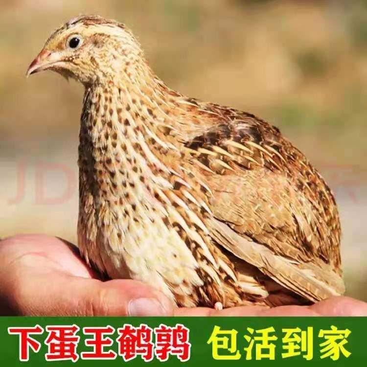 鹌鹑活苗下蛋鸟青年鹌鹑鸟种鸡繁殖宠物鸟鹌鹑活鸟阳台养殖鸡包活,宠物/宠物食品及用品,鸟,淘宝优惠券,粉丝福利购,淘宝优惠卷