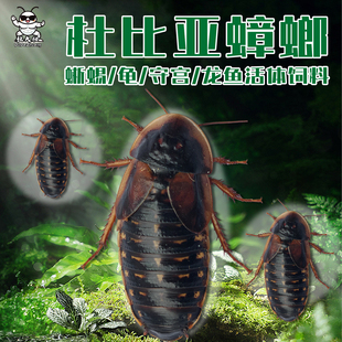 天冷保活杜比亚高蛋白活体饲料蟑螂守宫蜥蜴饵肉质肥美高营养饲料