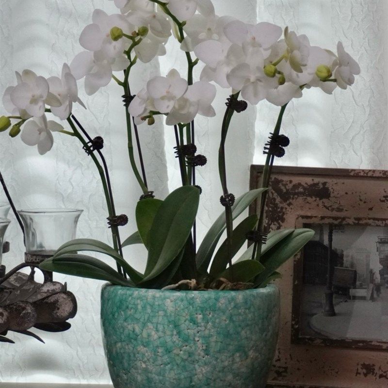 红陶花盆手工釉面冰裂做旧蝴蝶兰花盆 透气透水,鲜花速递/花卉仿真/绿植园艺,花盆,淘宝优惠券,粉丝福利购,淘宝优惠卷