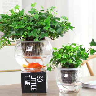 常春藤盆栽垂吊室内水养阳台易活绿萝绿植水生玻璃自吸盆水培植物