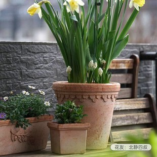 虹越帝罗马郁金香盆朱顶红花盆洋水仙陶盆红陶透气长方形种植盆栽