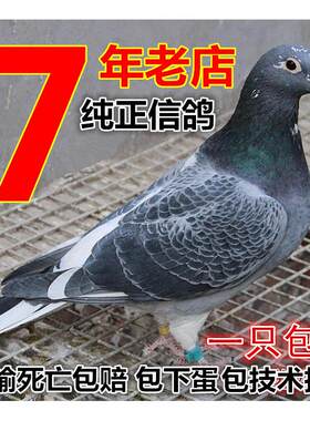 成绩鸽 信鸽 赛鸽 鸽子 活体 天落鸟 公棚 特比环 李鸟 吴淞鸽