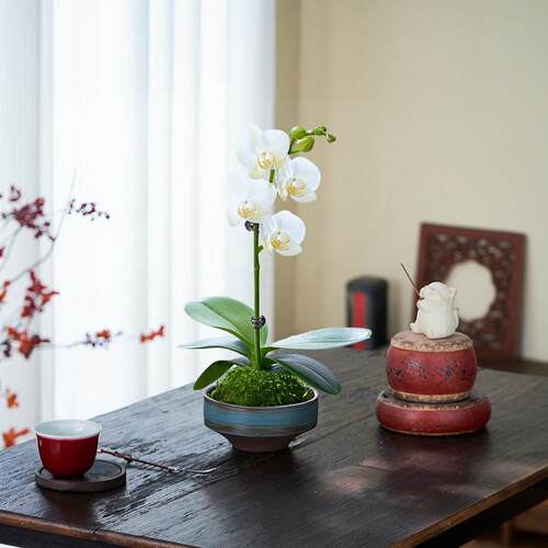 蝴蝶兰盆栽带花苞苔藓球植物花卉室内客厅兰花鲜花盆景四季好养活