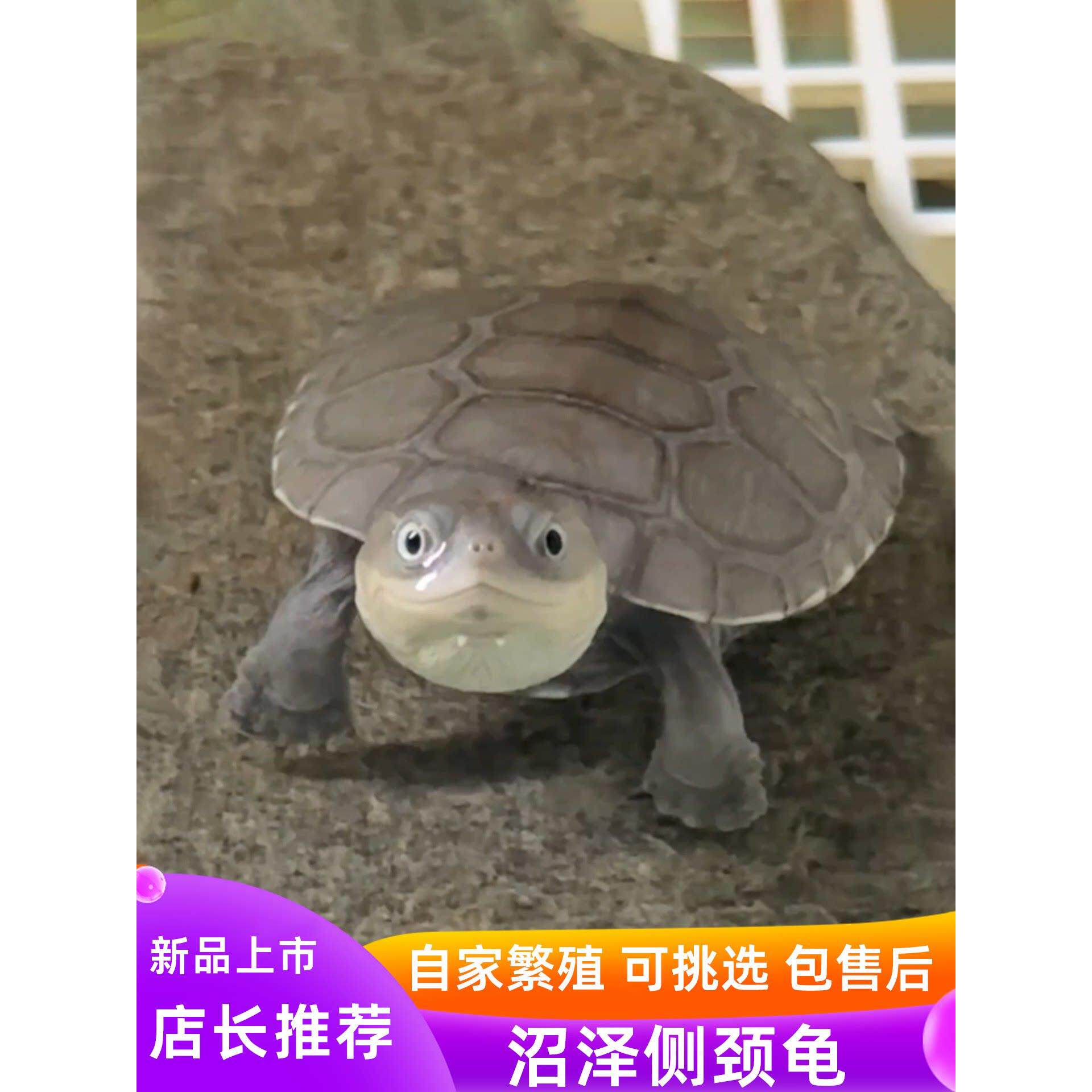 沼泽侧颈龟苗网红西非仰泳笑脸龟小乌龟活体宠物活物可挑选观赏龟