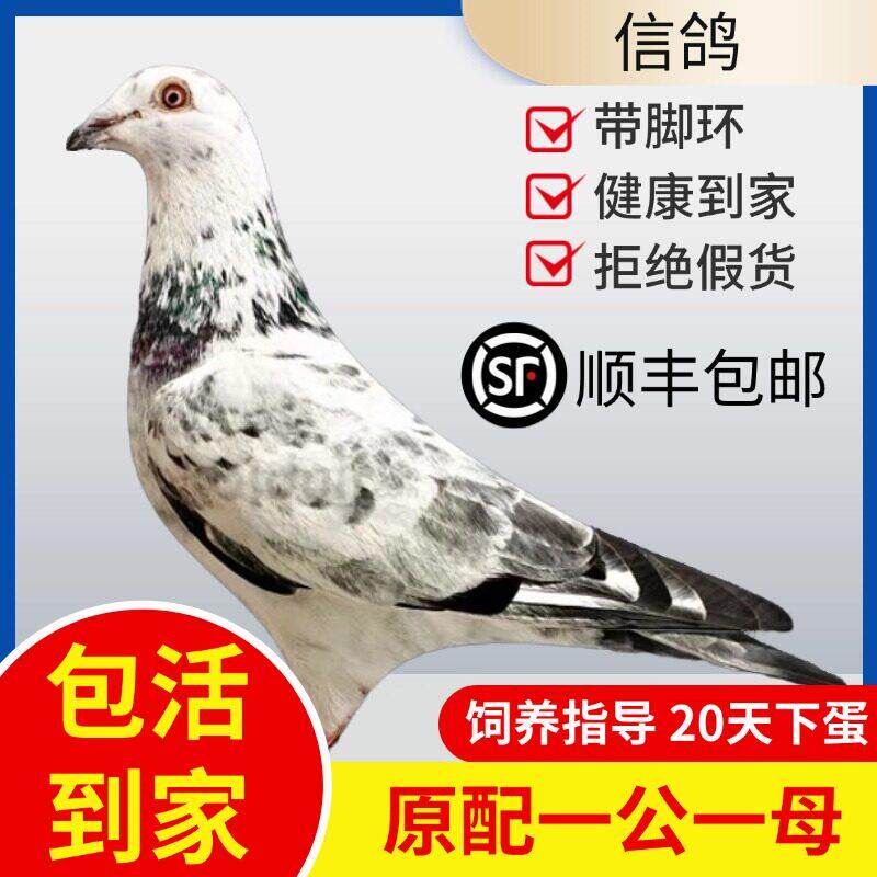 鸽子活一对麒麟花成绩鸽信鸽赛鸽鸽子原配种鸽小鸽活体幼鸽血统鸽