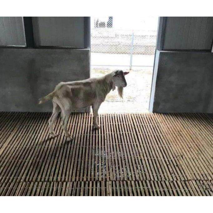 竹子羊床漏粪板鸡鸭鹅架养殖场竹架板羊圈用竹笆子养殖设备漏粪板