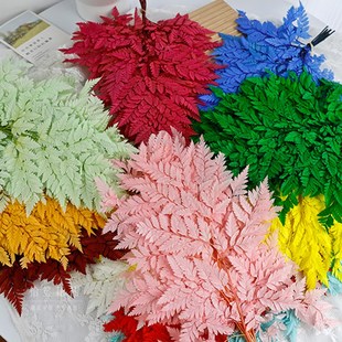 天然高山羊齿叶永生花干花婚礼装饰真树叶蕨叶花束摄影道具插花篮