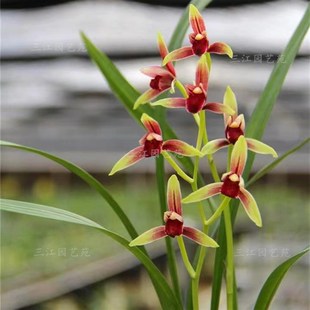 建兰大国魂墨宝兰花赤诚贵妃醉酒暮山紫名贵兰花室内客厅阳台花卉