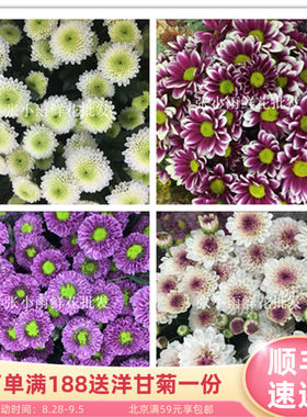 新鲜上市 多色雏菊鲜切花 20多个颜色小菊品种 花期超长 好养耐活