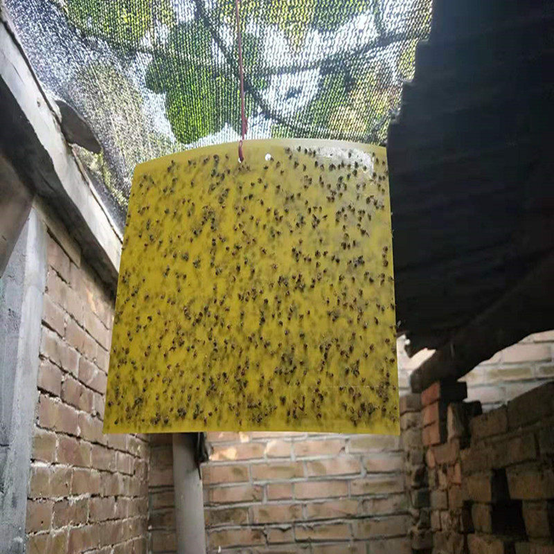 粘虫子黄板粘虫纸小飞虫杀虫贴粘虫板果园户外大棚双面果蝇诱捕贴