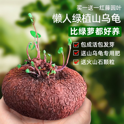 山乌龟植物金不换盆栽红藤圆叶室内阳台爬藤观叶水培好养绿植夏天
