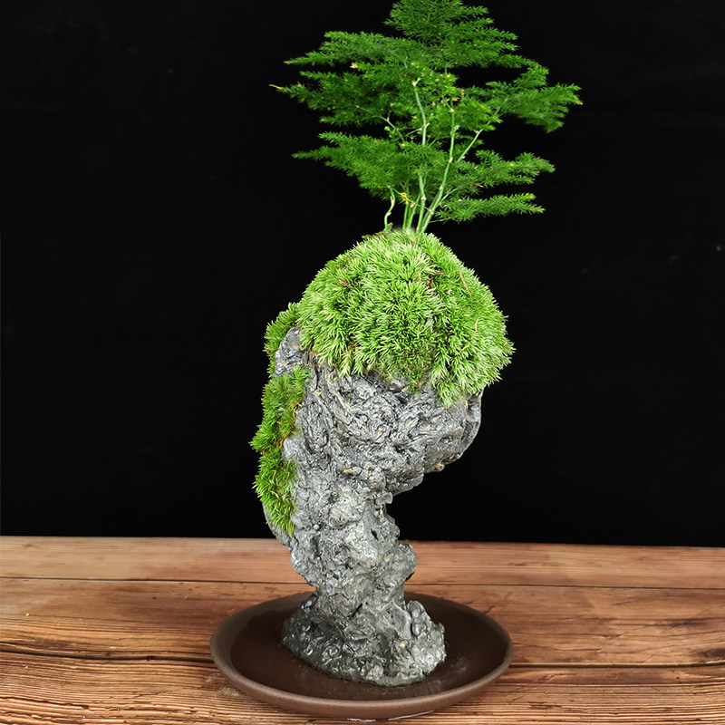 禅意文竹盆栽植物室内四季迷你办公室绿植摆件桌面山水小奇石盆景
