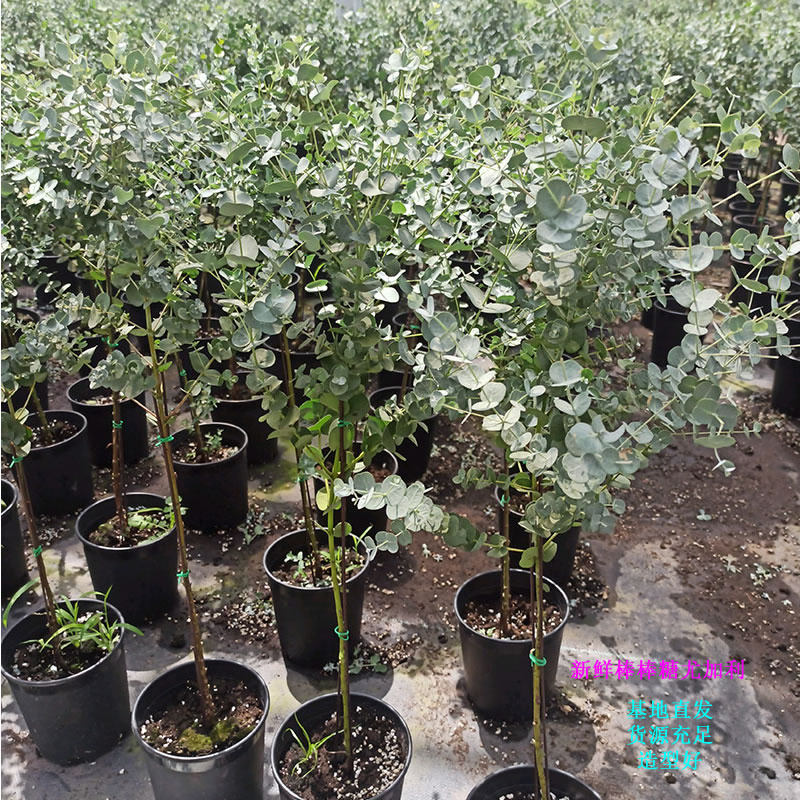 棒棒糖尤加利苗盆栽植物蓝桉北欧蓝宝贝银水滴桉心叶观叶净化空气