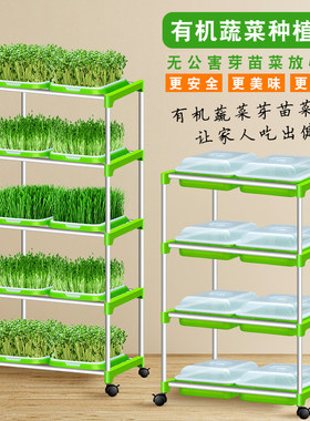 芽苗菜育苗托盘豆芽发芽盆豆苗种植无土栽培设备水培蔬菜芽菜小麦