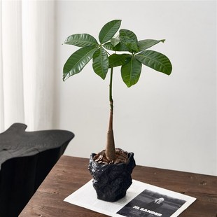 北欧风发财树盆栽中古室内桌面绿植摆件净化空气玄关客厅招财植物