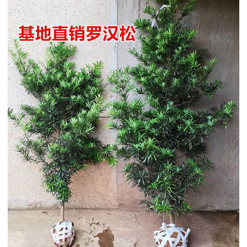罗汉松树苗大树基地直销庭院别墅阳台地栽盆栽雀舌常青造型景观树