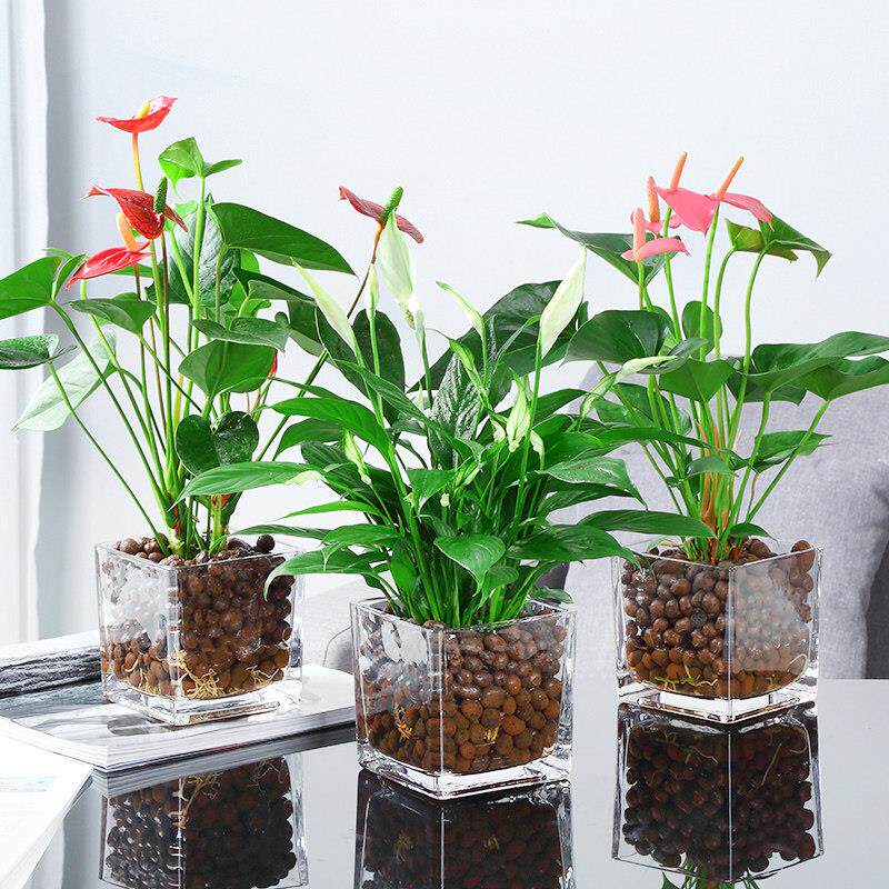 红掌水培植物盆栽室内一帆风顺白掌花卉植物粉掌玻璃好水养带花苞