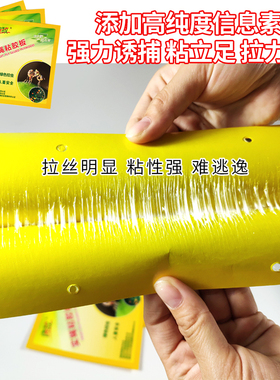 诱敌实蝇粘胶板双面果蝇贴粘针蜂农用粘虫板瓜果实蝇诱粘板诱捕器