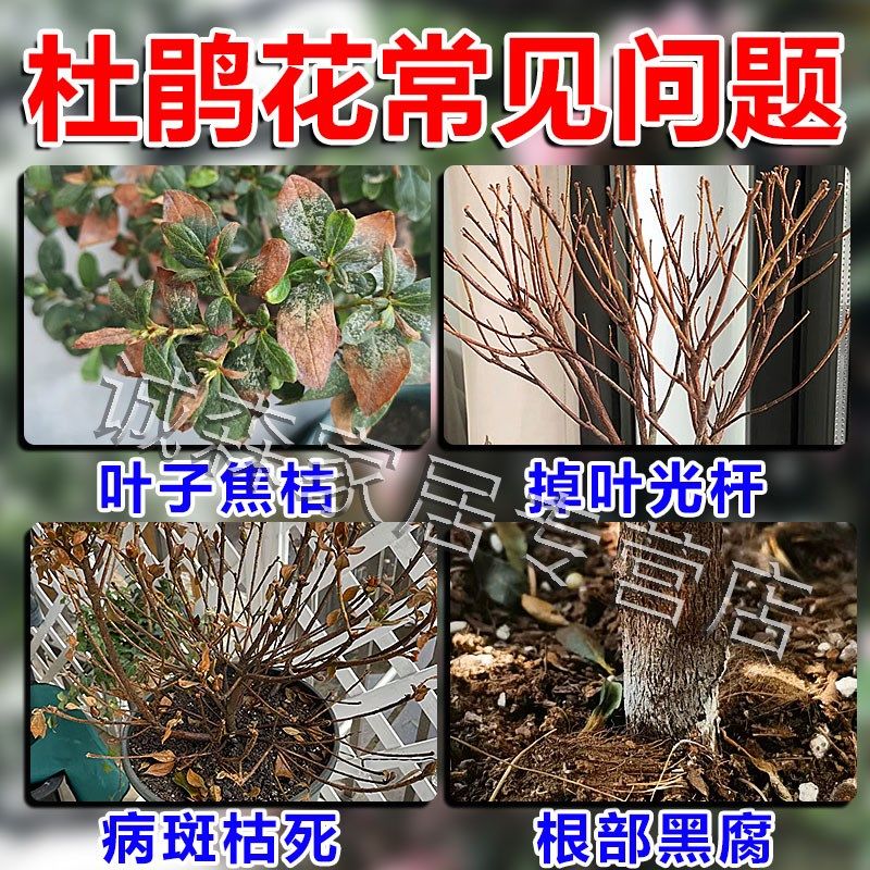 杜鹃花复活液花卉叶斑病专用营养肥强力生根爆催花剂植物通用药水,鲜花速递/花卉仿真/绿植园艺,家庭园艺肥料,淘宝优惠券,粉丝福利购,淘宝优惠卷