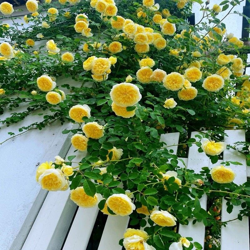 欢笑格鲁吉亚奥斯汀四季大花浓香爬藤玫瑰耐寒藤本月季蔷薇花大苗,鲜花速递/花卉仿真/绿植园艺,月季/蔷薇/玫瑰,淘宝优惠券,粉丝福利购,淘宝优惠卷