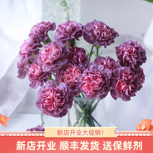 野马康乃馨鲜花斗南直发云南基地花卉花束客厅摆设鲜切花花瓶插花