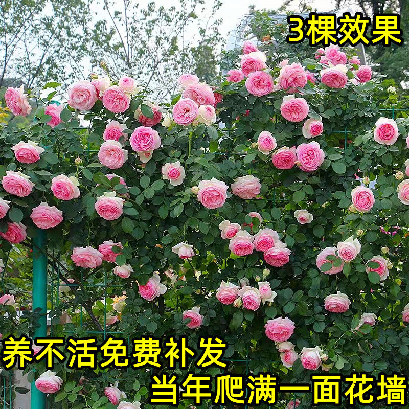 粉色龙沙宝石爬藤月季大苗蔷薇花苗特大花别墅庭院爬藤植物玫瑰花,鲜花速递/花卉仿真/绿植园艺,月季/蔷薇/玫瑰,淘宝优惠券,粉丝福利购,淘宝优惠卷
