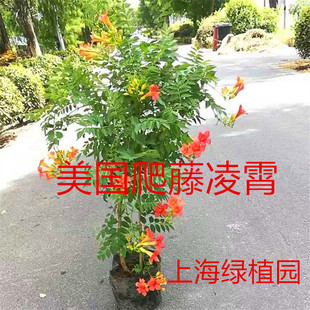凌霄花炮仗花盆栽花卉庭院阳台林霄 蔓藤 粉色大苗藤紫云爬藤包邮