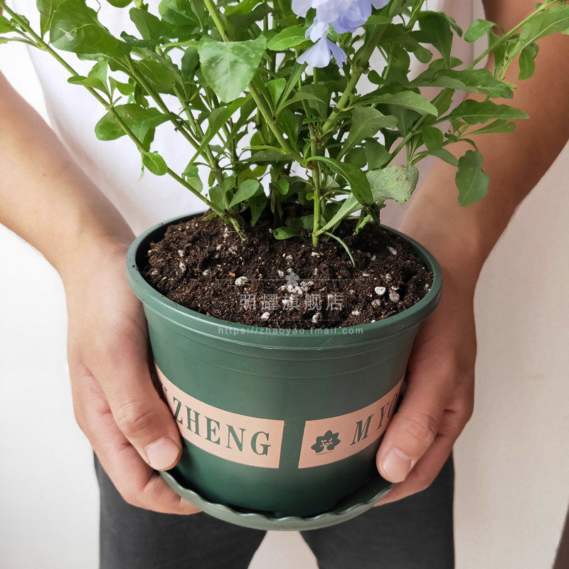 蓝雪花盆栽花苗大苗半爬藤庭院阳台攀援四季花卉蓝色花苞好养活,鲜花速递/花卉仿真/绿植园艺,时令草本花卉,淘宝优惠券,粉丝福利购,淘宝优惠卷