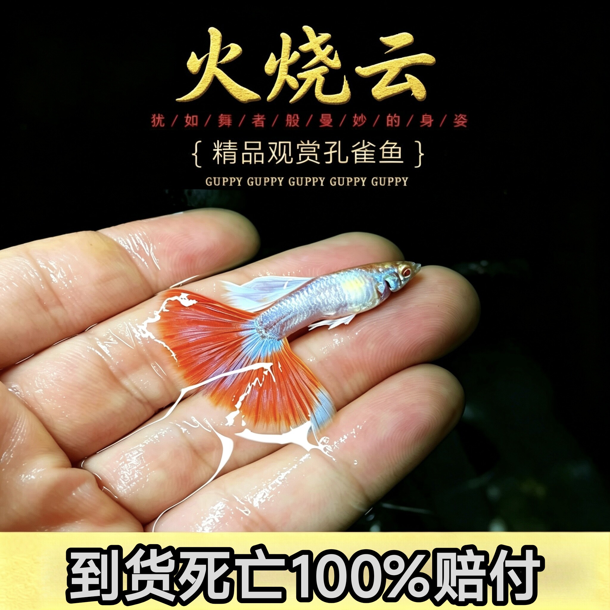 【19.9包邮2公2母】精品火烧云孔雀鱼活体观赏鱼小型热带淡水鱼