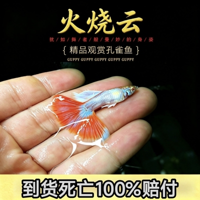 【19.9包邮2公2母】精品火烧云孔雀鱼活体观赏鱼小型热带淡水鱼