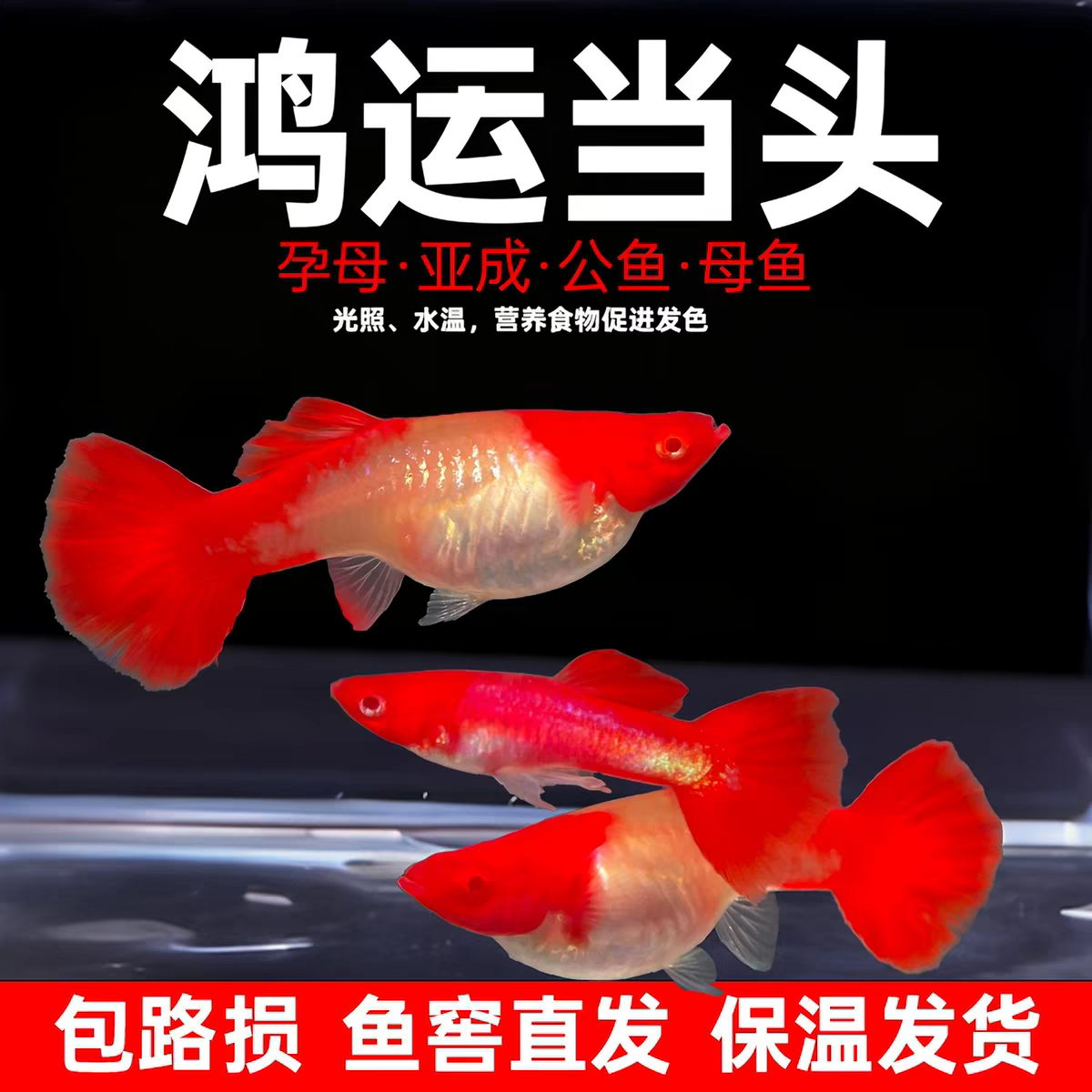 【19.9包邮2公2母】鸿运当头孔雀鱼包头包腮热带观赏鱼小型活体鱼