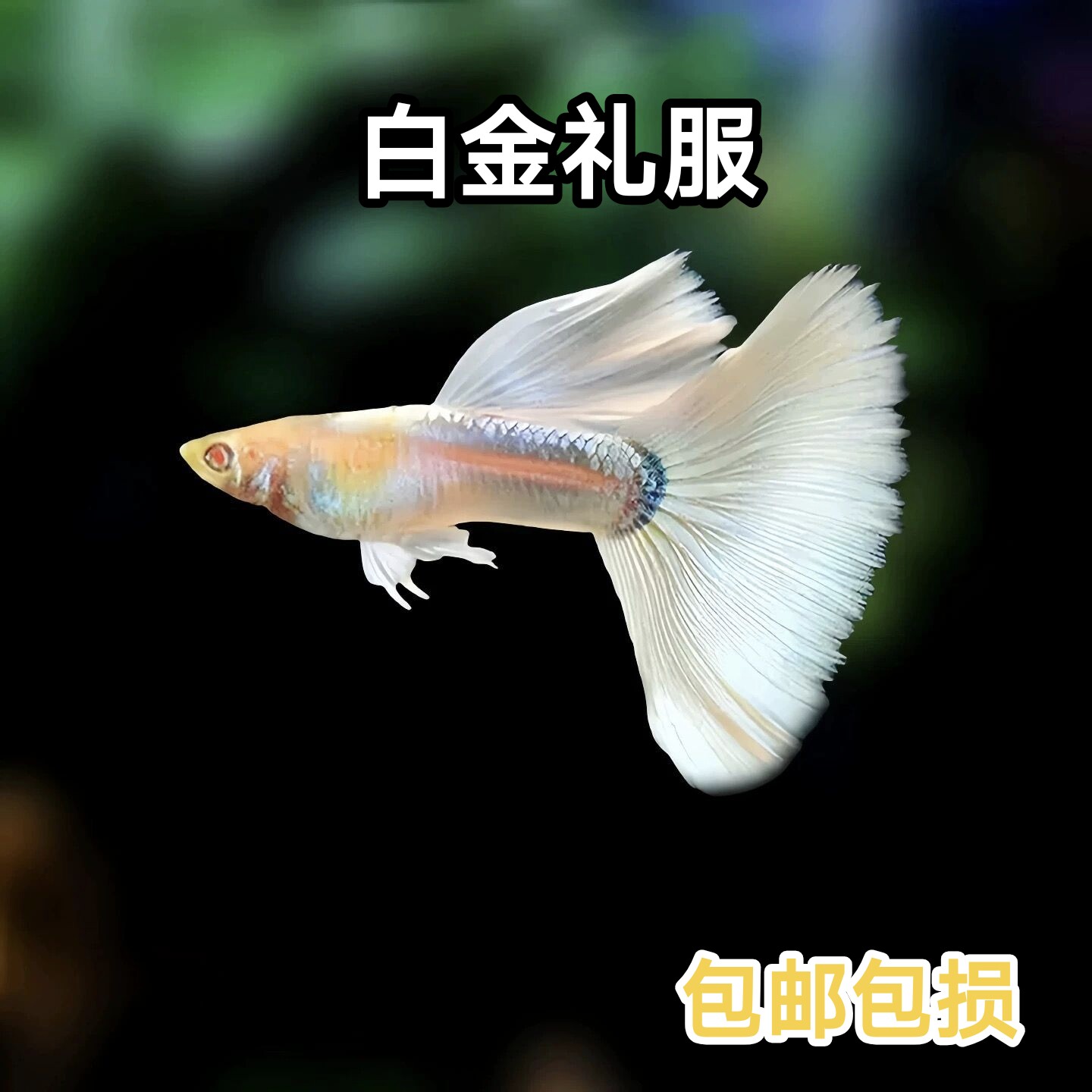 【19.9包邮2对】精品白金礼服孔雀鱼，白子活体观赏鱼小型热带鱼