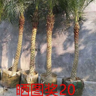 1号棚美丽针葵江边刺葵棕榈科椰子树室内除甲醛庭院美化绿植盆栽