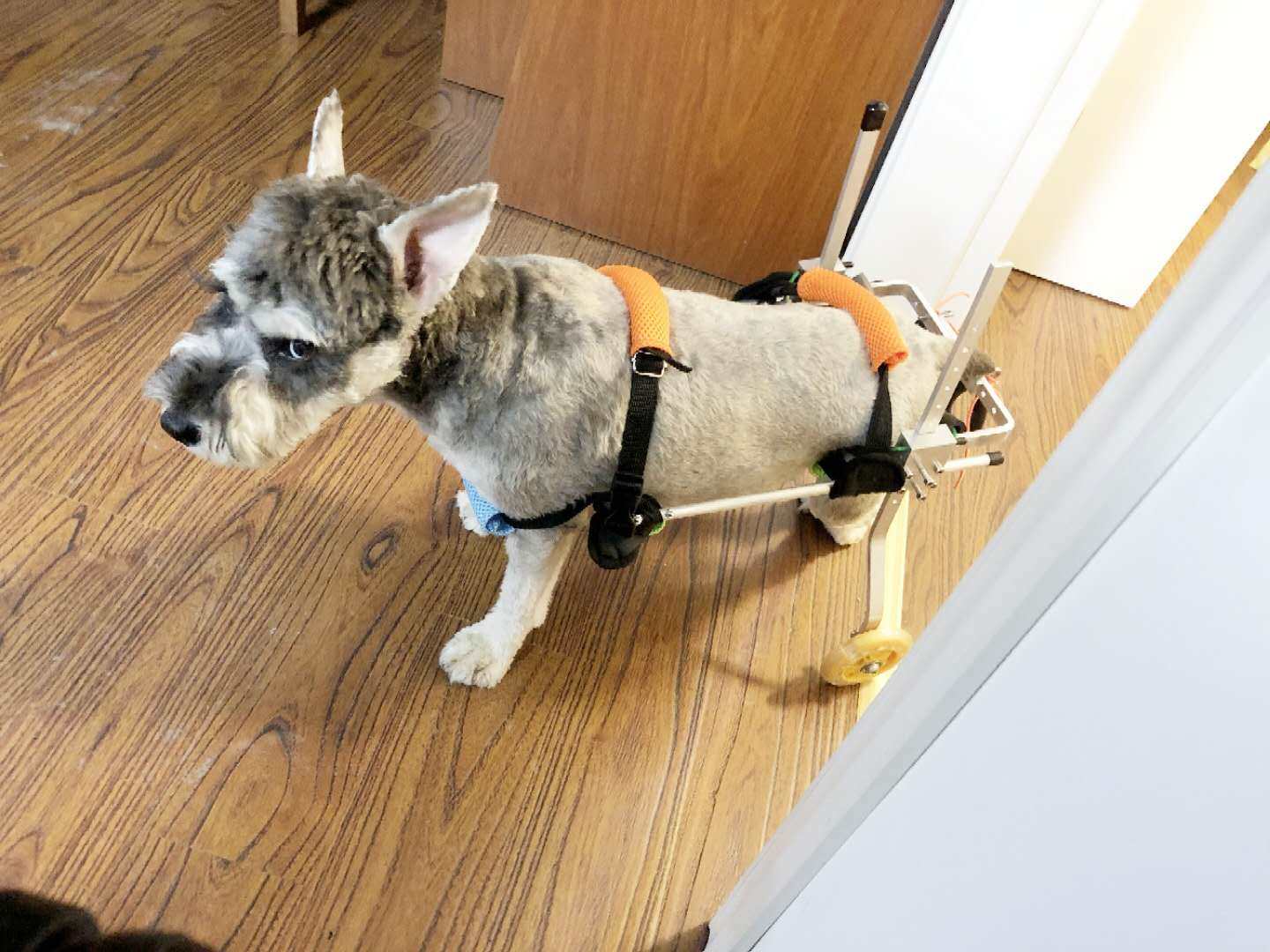 狗轮椅瘫痪残疾狗后肢支架骨折脊椎受伤狗猫代步车老年犬方便安装
