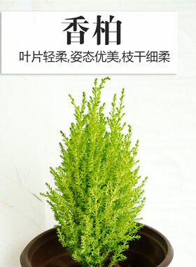 香松香冠柏棒棒糖植物桌面圣诞小松树四季常绿好养绿植办公室盆景
