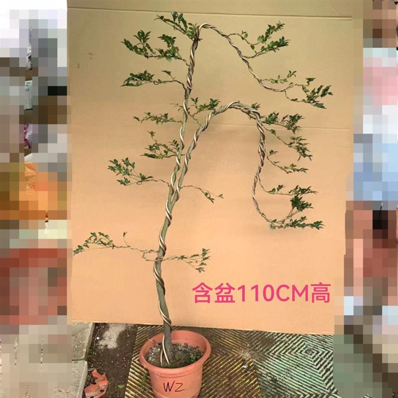 小叶紫檀文人桩盆景 黑骨茶造型绿植 适用于客厅玄关与办公桌的大