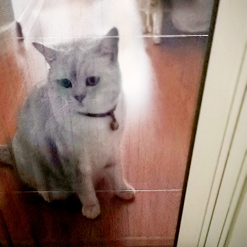 防猫门帘猫抓围栏封窗跳窗网折叠纱窗推拉式伸缩养猫拦猫纱门