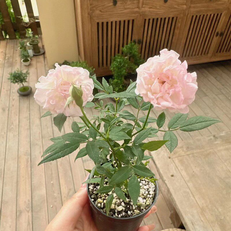 少女樱姬月季盆栽迷你创意花卉蔷薇窗台阳台庭院微型绿植攀援花