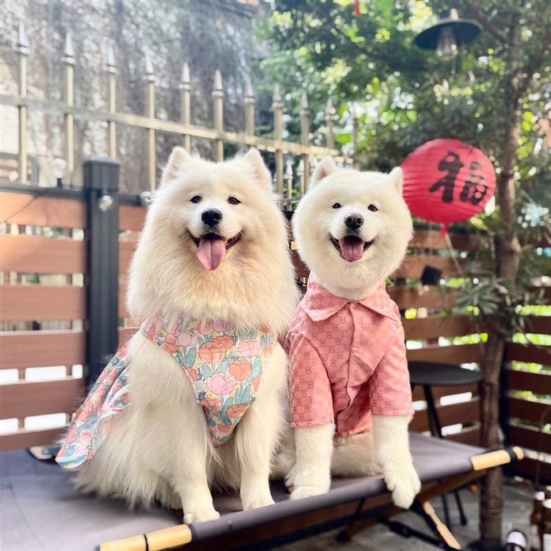 宠物大狗狗胸背裙中大型犬裙礼裙萨摩耶金毛拉布拉多胸背休闲裙