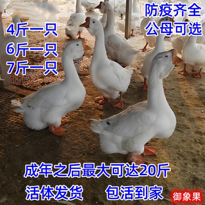 6斤活体鹅苗包邮产蛋王