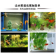 鱼缸水族纳米细菌屋滤材过滤器过滤材料硝化细菌净水套装 净化水质