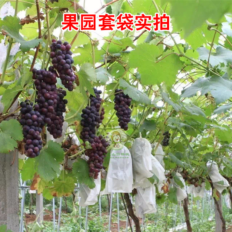 大巴山葡萄袋子防虫袋露天果纸专用套袋防水纸袋子育果袋新款包邮,农机/农具/农膜,水果套袋/果袋,淘宝优惠券,粉丝福利购,淘宝优惠卷