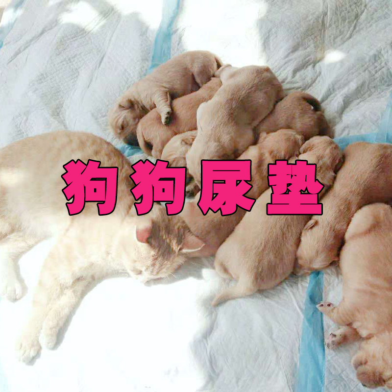 粑粑花狗狗尿垫加厚吸水垫大狗小狗猫兔子通用尿布吸水垫宠物用品,宠物/宠物食品及用品,尿片/尿垫/护垫,淘宝优惠券,粉丝福利购,淘宝优惠卷