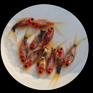 冷水金鱼星云玻璃透明鱼无鳞软鳞观赏鱼好养锦鲤草金兰花锦鲫鱼苗