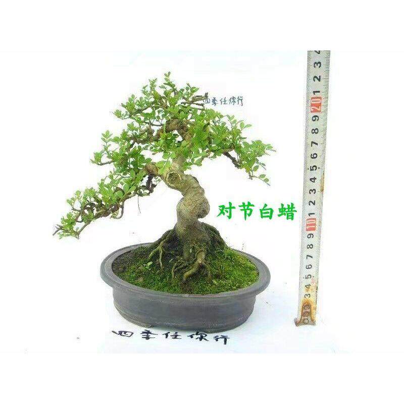 16年老店微型小树桩造型盆景附抱石对节白蜡矮霸悬崖拇指一物一拍
