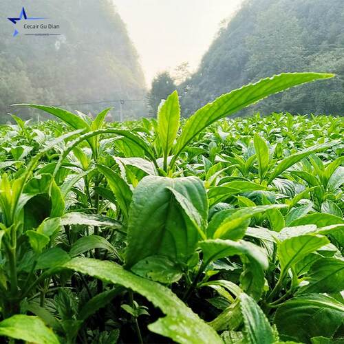 贵州纯天然植物蓝靛泥蓝靛膏蓝染板蓝根蜡染手工DIY古法养杠染料