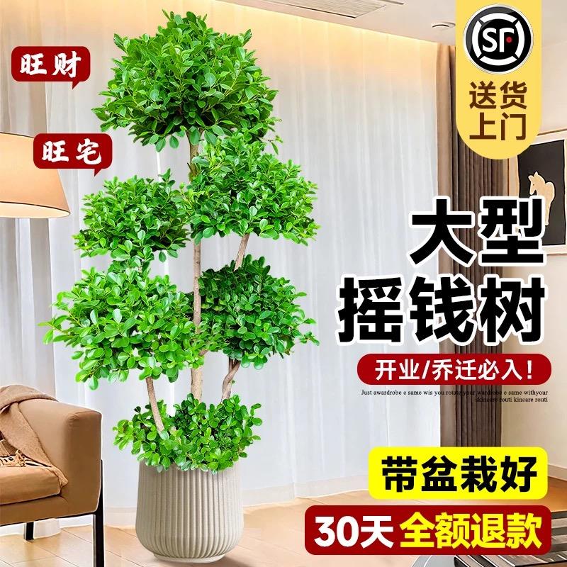 摇钱树盆栽金钱榕办公室大型发财树乔迁之喜室内客厅绿植招财榕树
