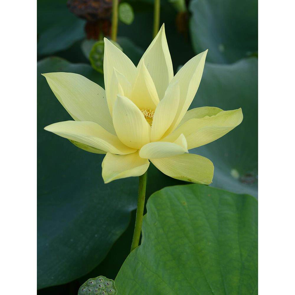 【杏黄】碗莲乌托邦-中小型庭院盆栽池栽水生花卉观赏荷花种藕cqu