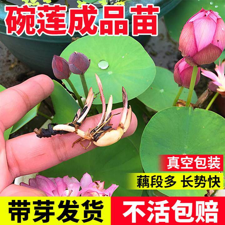碗莲成品苗小型荷花苗水培植物四季种藕苗盆栽睡莲碗莲根茎带芽点