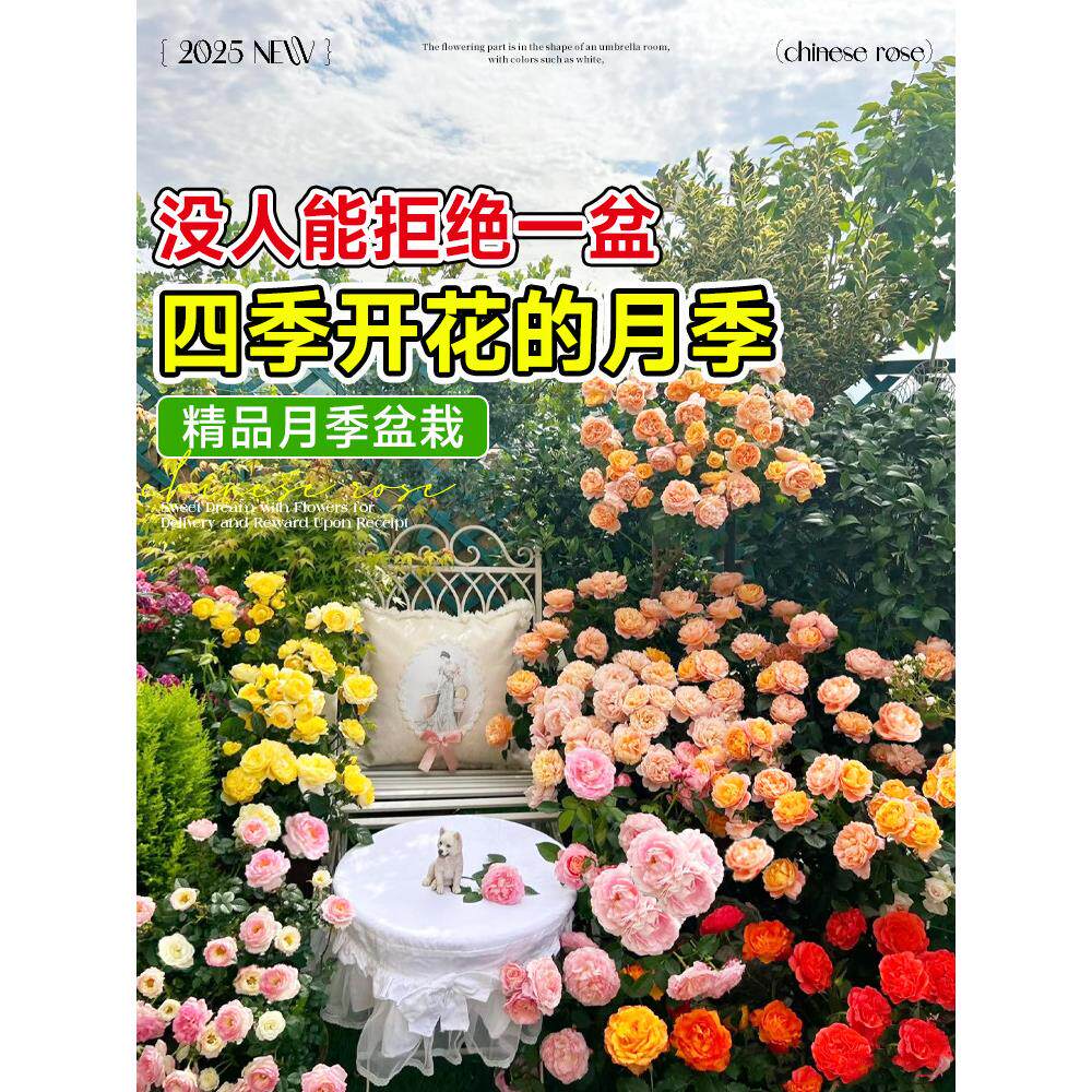 网红月季花苗四季开花果汁阳台带花苞盆栽月季特大花浓香花卉树苗